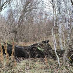 versteinerte Stämme aus dem Kohletagebau