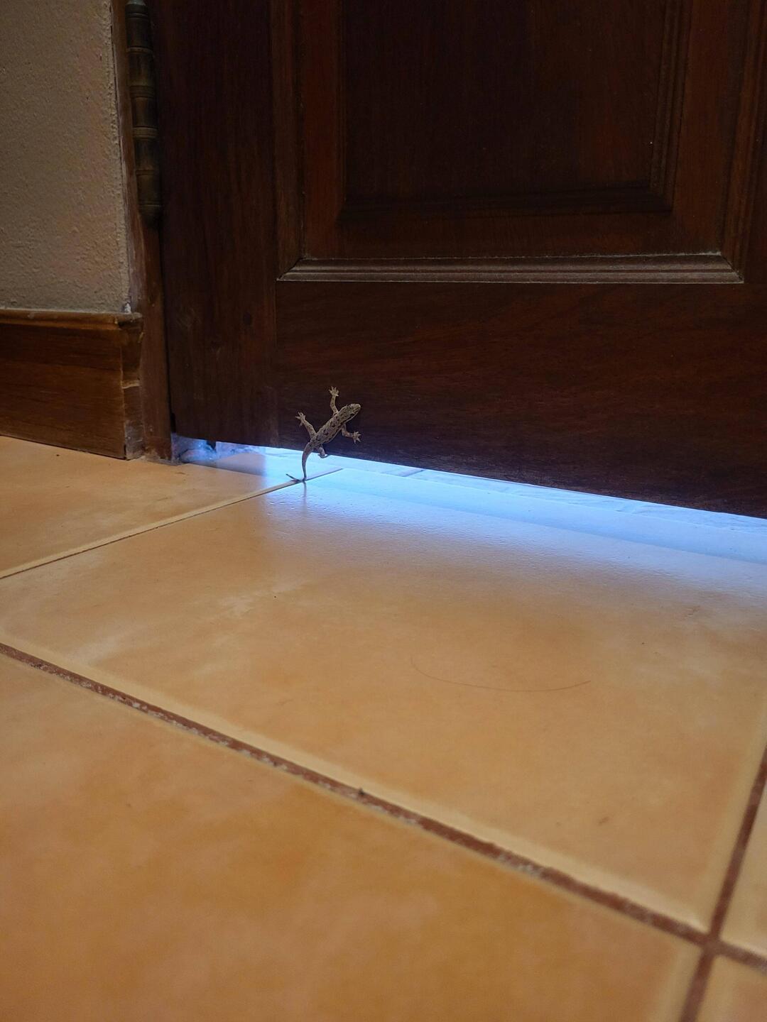Hüt am morge hani bsuech übercho... die Türe u Fenster si halt nid so dicht...