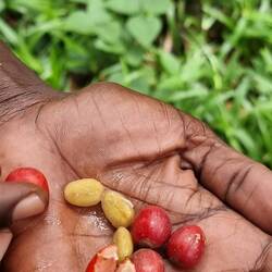 Kaffeebohnen