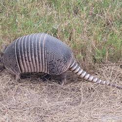Amardillo in Laguna Atascosa National Wildlife Refuge