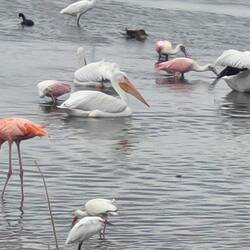 Pelicans, Roseate Spoonbill, Herons and one Flamingo in Port Aransas