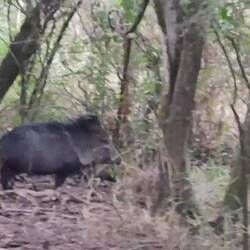 Javelina
