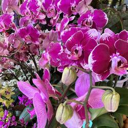 Close up of orchids.