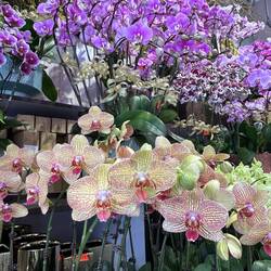 Just one of the many displays of orchids for sale.