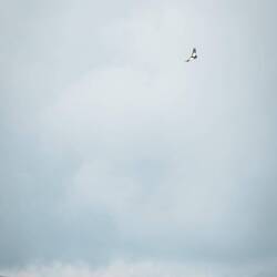 ein Andenkondor kurz nach Sucre