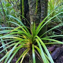 Schraubenbaumgewächs