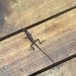 Erstes kleines Tier gesichtet, hier soll's viele geben 🦎