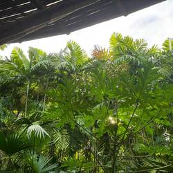 Direkt im Jungle ☺️
