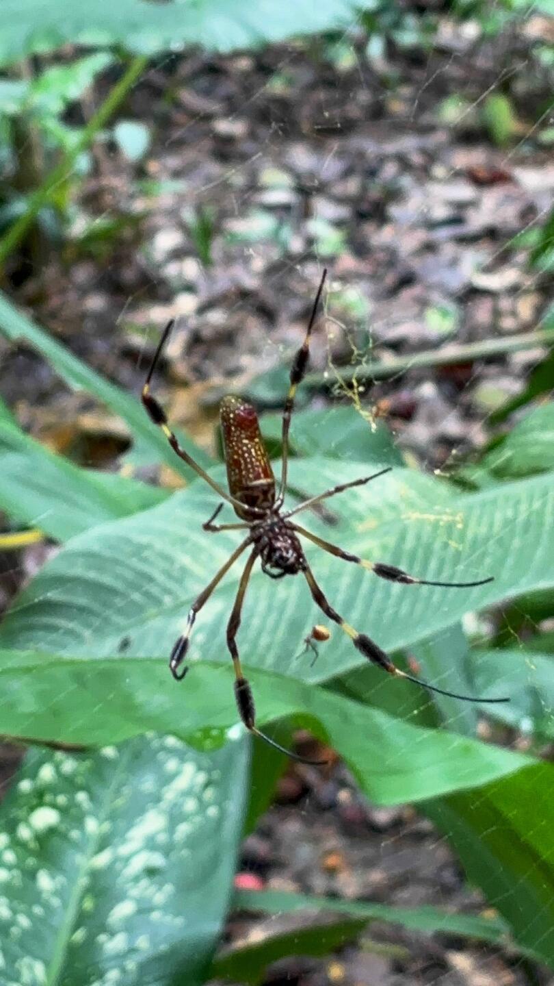 Den Riesen Kerl haben wir im Hotel-Jungle entdeckt