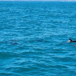 Dusky Dolphins