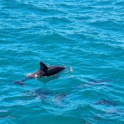 More Dolphins