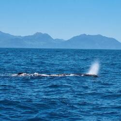 Sperm Whale