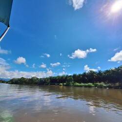 Durch die Mangroven geht's zurück nach Sierpe.