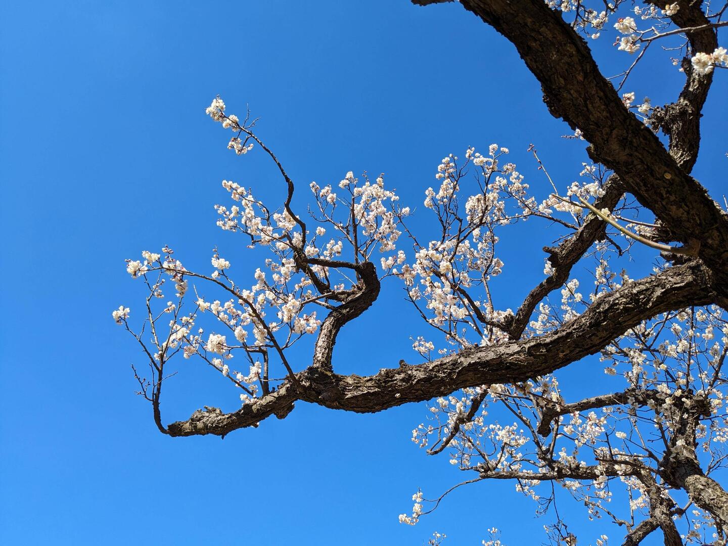 Ça ressemble au tableau de Van Gogh : les amandiers en fleurs