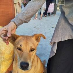 LuzMa checking for ear marks as sign of neutering
