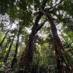 500 Jahre alter Baum