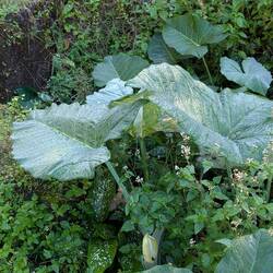 Mom has a small one of these at her house