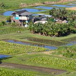 Taro fields
