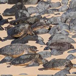 A Beach where 20-100 turtles bask daily