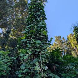 Into the Rainforest