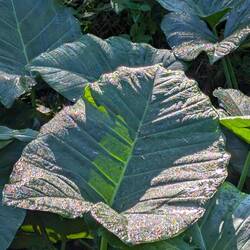 But these were huge!