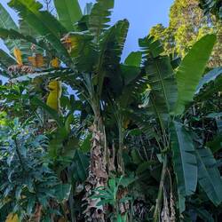 Banana plants growing everywhere