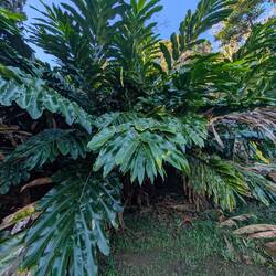With broad Leaf Plants