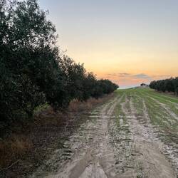 ..stillen Helden zu avancieren, dann sind es die ewig treuen Olivenbäume 🫒