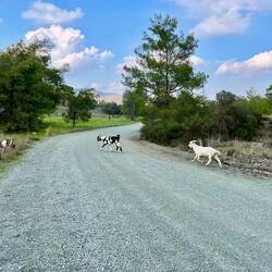 ..wieder hinab in immer flacher werdende Land.