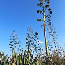 ..an mehrere meterhohe, hundertjährige Agaven vorbei.