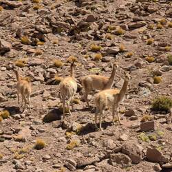 Vicuñas