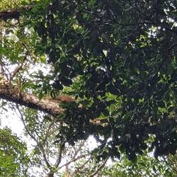 Der rote unscharfe Affe😅