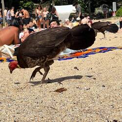 Turkey am Strand und bald auf dem Teller? Nein, die gehören dazu.