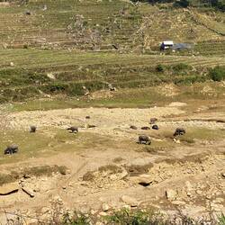 Wasserbüffel wohin das Auge reicht