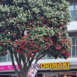 Pōhutukawa or Christmas Tree