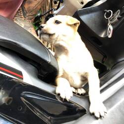 passt sogar aufs moped 😍😍