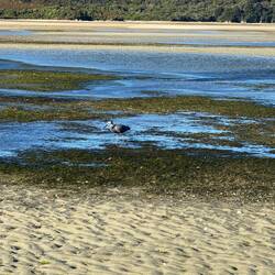 Ebbe in der Sandy Bay bei Mahau