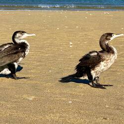 Shag (Elsterscharbe)