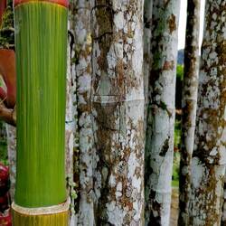 Tricolor bamboo 🌈🌈🌈!