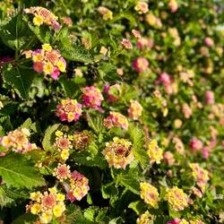 ..und von Bienen begehrte Wandelröschen.