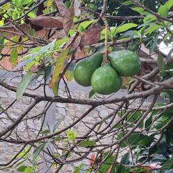 Lecker Avos an den Bäumen