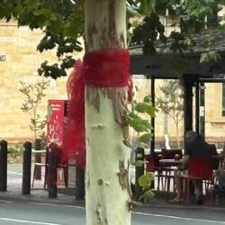 Tie a red ribbon round the tree