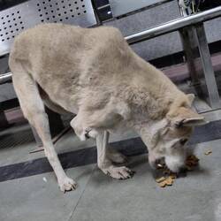 Tapfere Hundeseele am Bahnhof in Delhi