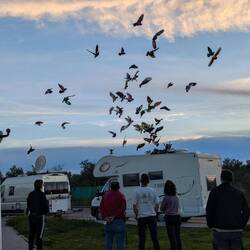 Keine Papageien, sondern Tauben!