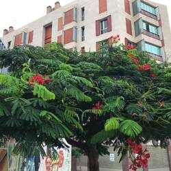 Lederhülsenbaum in Blüte.