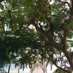 Beeindruckend sind auch die Samenstände die wie ein Bumerang aussehen und 50 cm lang werden können.