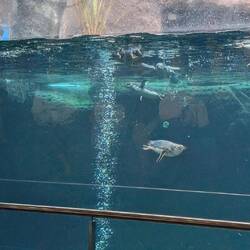 Pinguine im Wasser