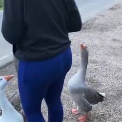 Aua 🦆