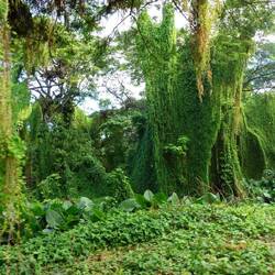 Im "Wald" von Havanna