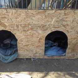 Stray dogs being cared for in Chile